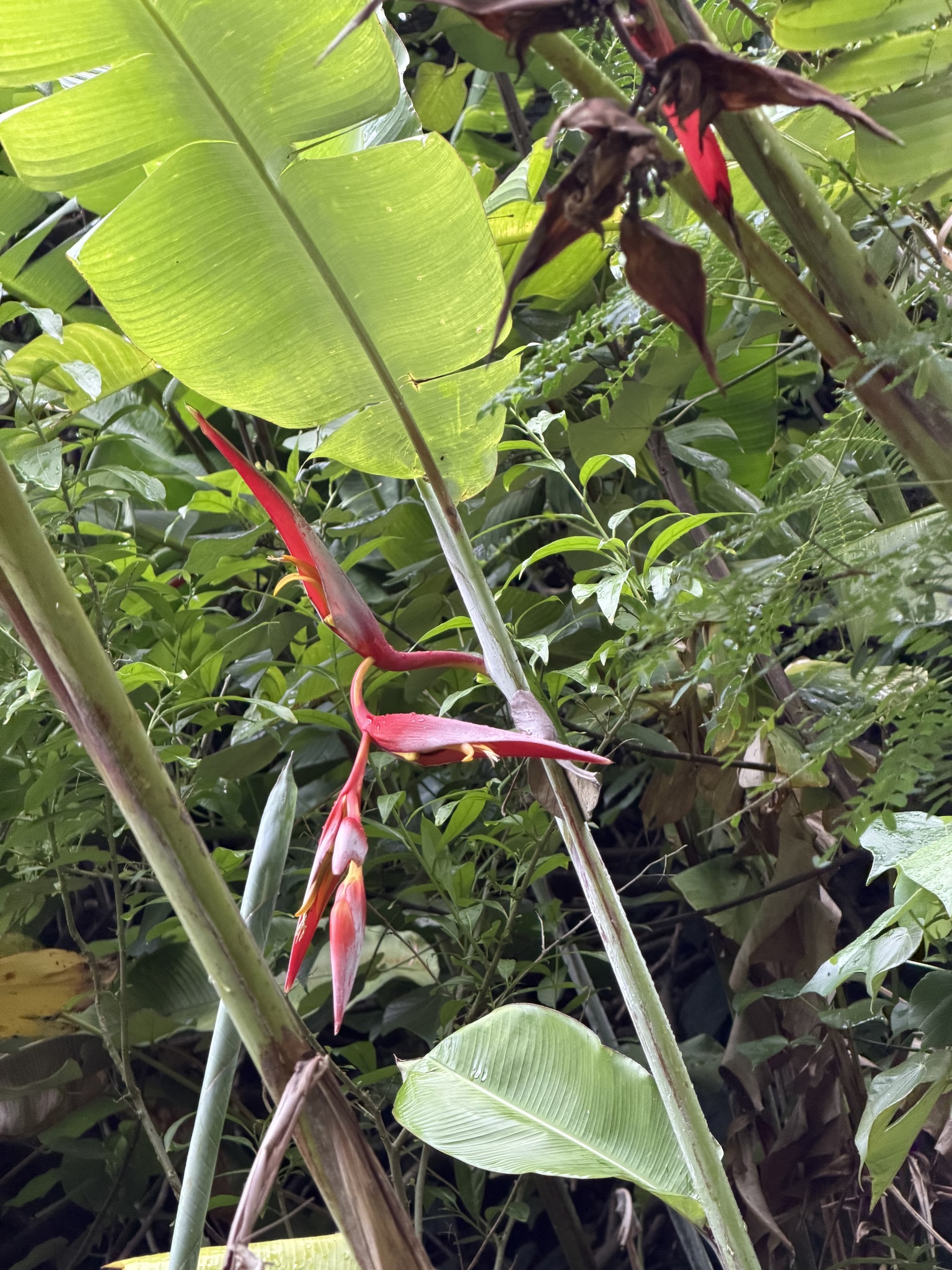 Imagem de Planta Papagaio