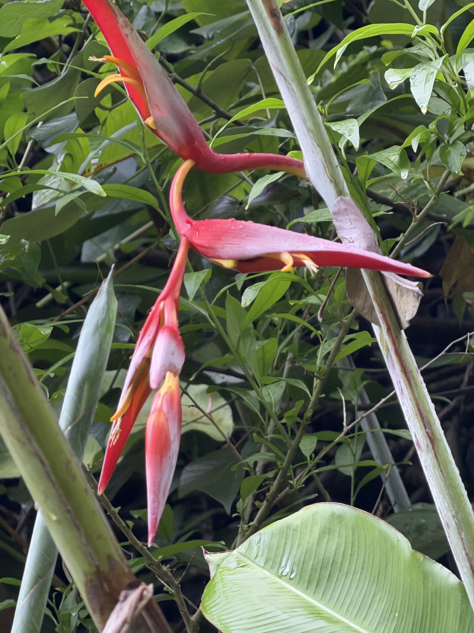 Imagem de Planta Papagaio