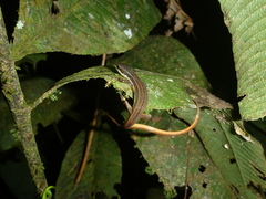 Cercosaura