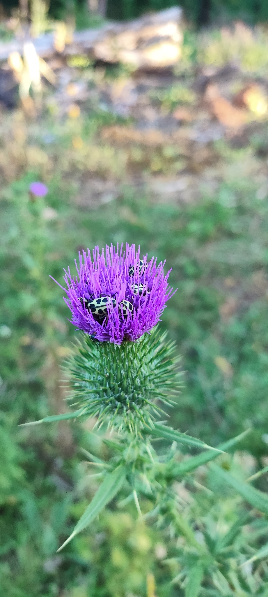 Cirsium vulgare