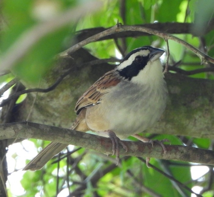 Stripe-headed Sparrow (Peucaea ruficauda), photo 3