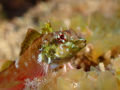 Blackthroat Triplefin photo 2