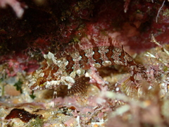 Whitelegg's Weedfish photo 2