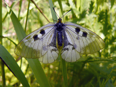 Parnassius mnemosyne