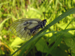 Parnassius mnemosyne