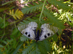 Parnassius mnemosyne