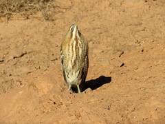 Botaurus stellaris