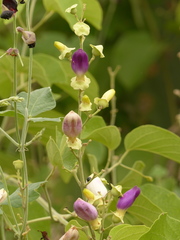 Amphilophium paniculatum