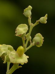 Amphilophium paniculatum