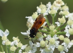 Arge cyanocrocea