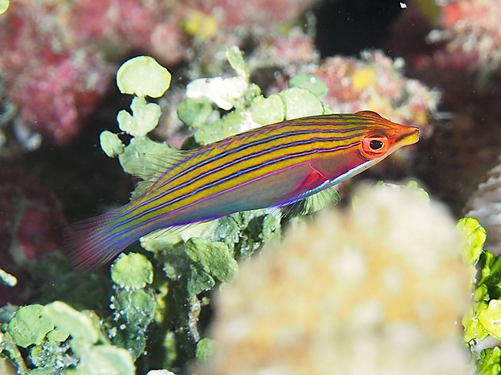 Four-lined Wrasse