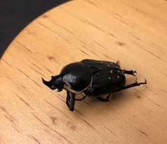 Hypselogenia geotrupina geotrupina