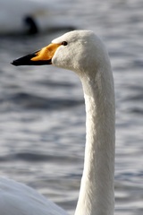 Cygnus cygnus