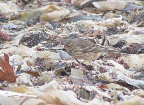 American Pipit (Anthus rubescens), photo 1