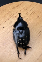 Hypselogenia geotrupina geotrupina
