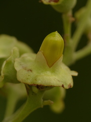 Amphilophium paniculatum