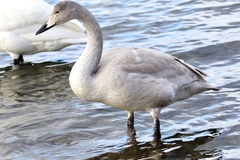 Cygnus cygnus