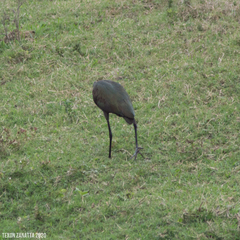 Plegadis chihi
