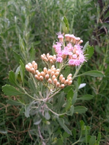 Tessaria absinthioides
