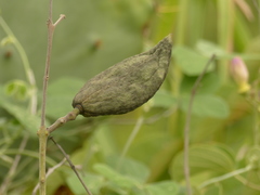 Amphilophium paniculatum