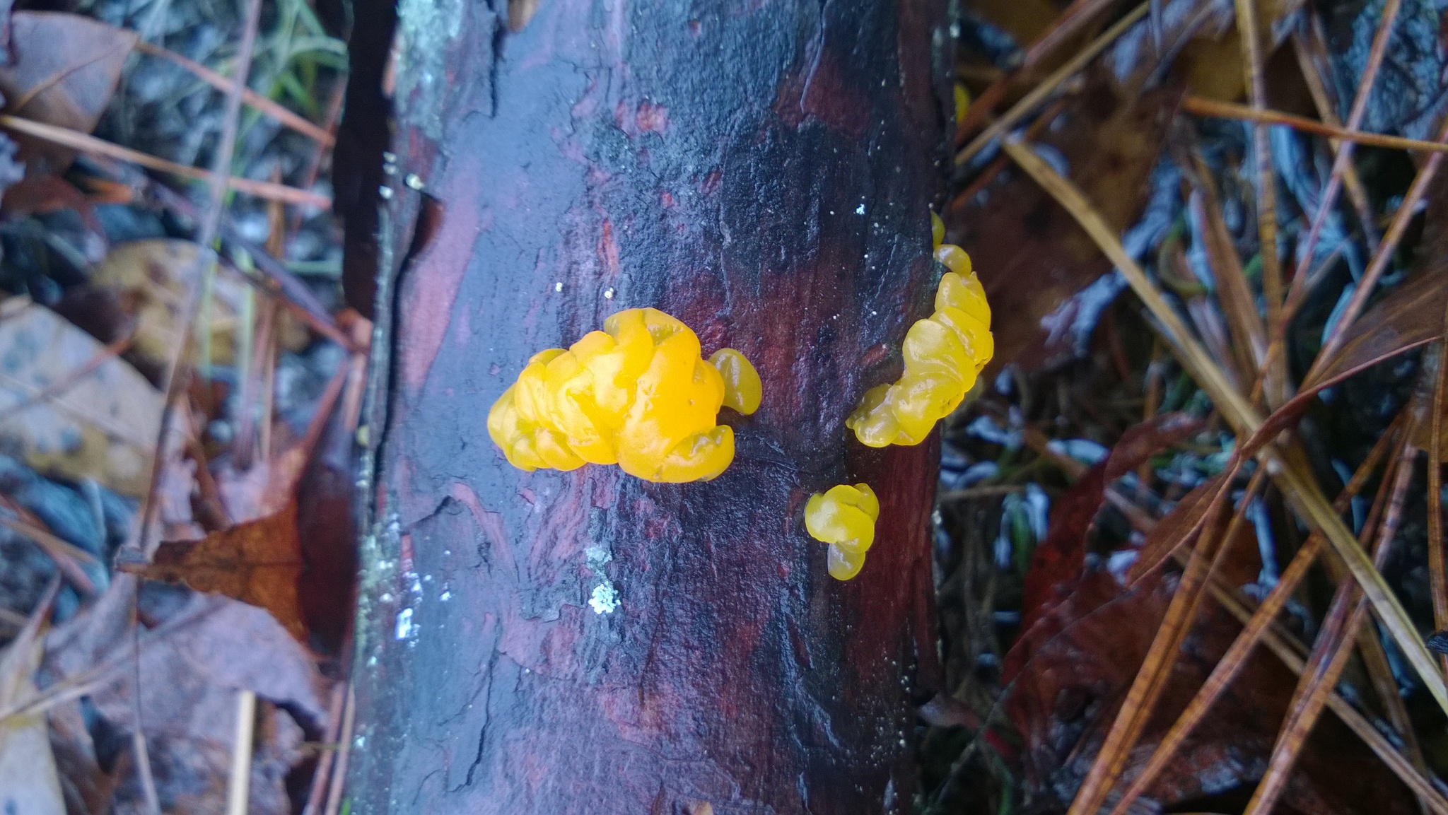 Dacrymyces chrysospermus image