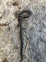 Erythrolamprus epinephalus