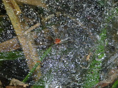 Aglaoctenus castaneus