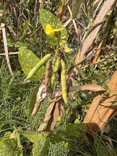 Vigna marina iNat (1)