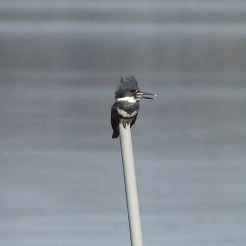 Belted Kingfisher photographed in Florida