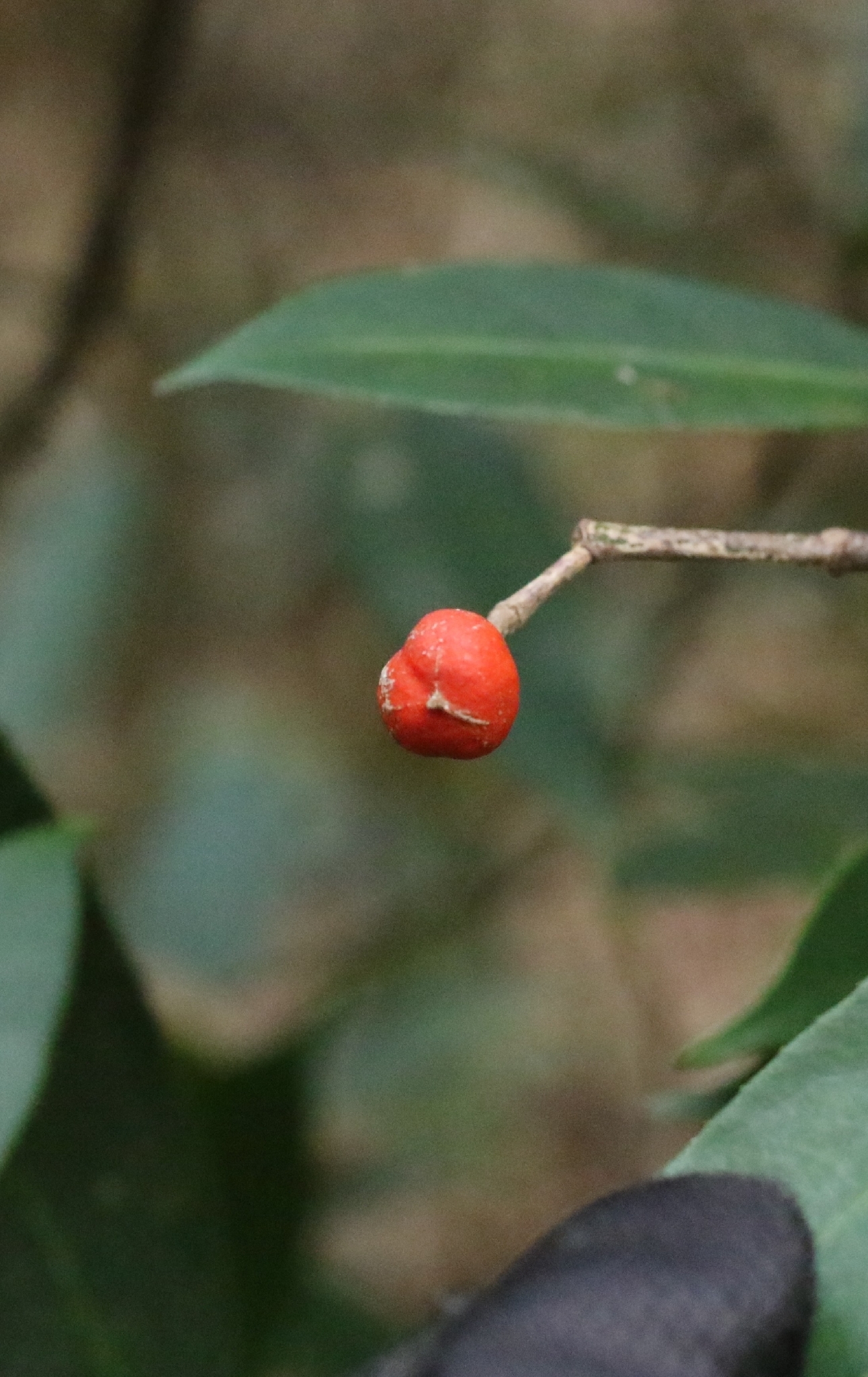 Elegant Bladdernut (Staphylea arguta)