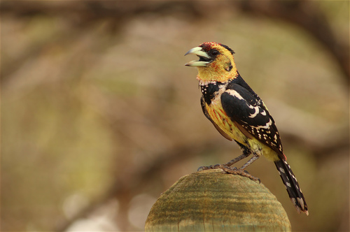 Crested Barbet (Trachyphonus vaillantii)