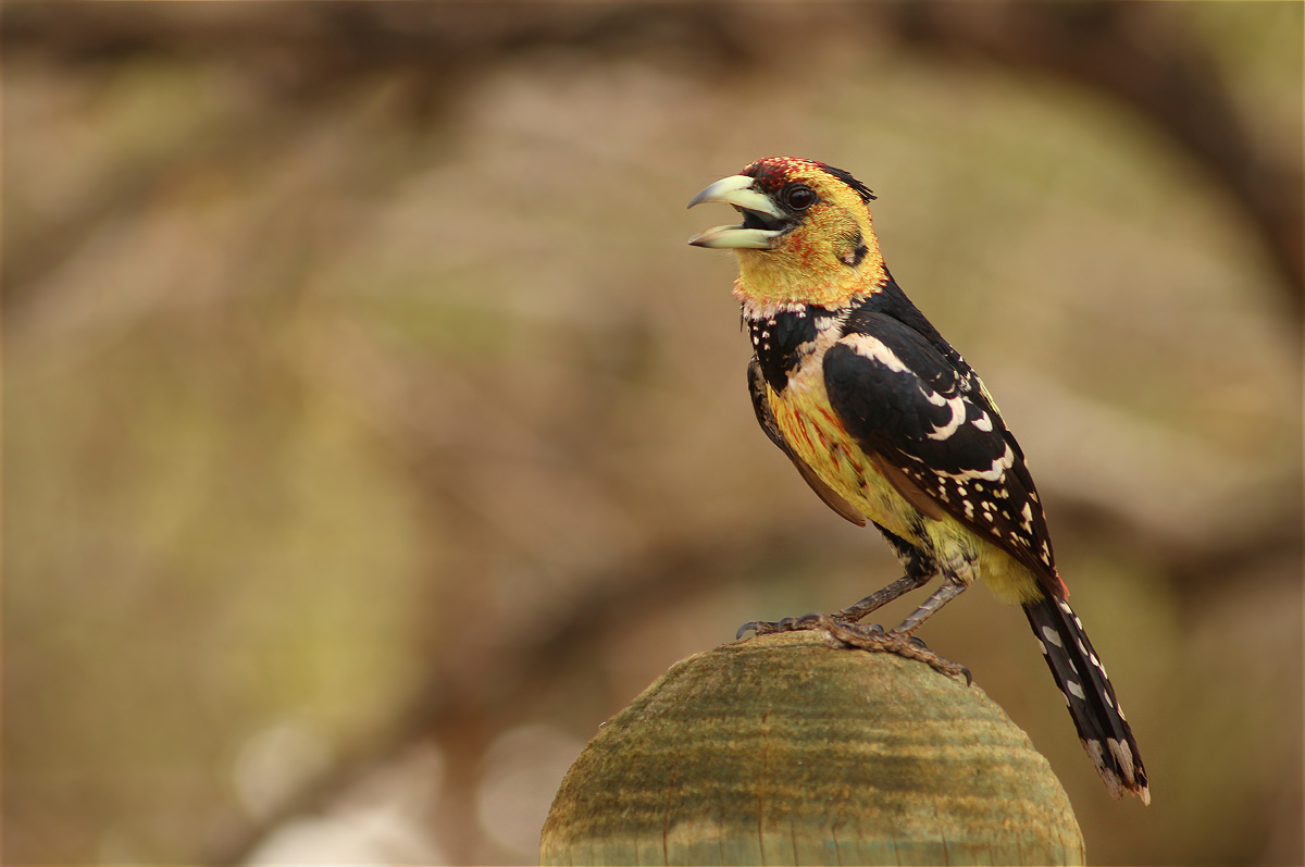 Crested Barbet illustration