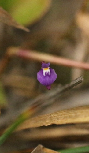 Blue Bladderwort (Utricularia caerulea)