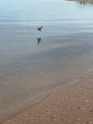 Little Heron