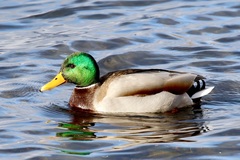 Anas platyrhynchos