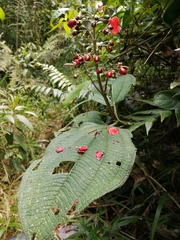 Meriania quintuplinervis