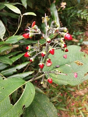 Meriania quintuplinervis