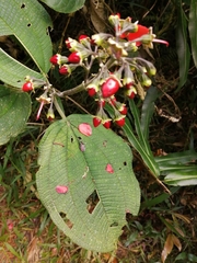 Meriania quintuplinervis