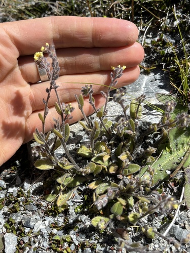 Myosotis australis observed 2026-01-12