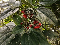 Meriania quintuplinervis