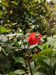 Meriania quintuplinervis