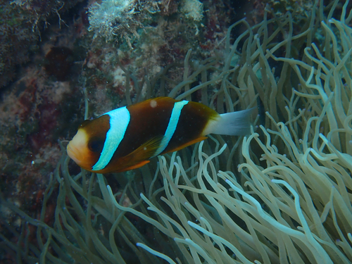 Barrier reef anemonefish (Amphiprion akindynos) — Pomacentridae — 4