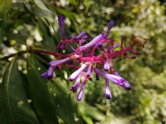 Palicourea angustifolia