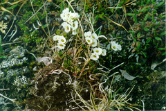 Draba lactea