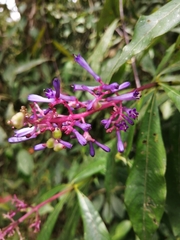 Palicourea angustifolia