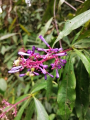 Palicourea angustifolia
