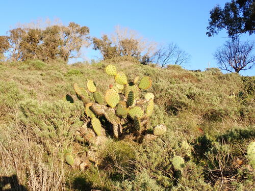 Opuntia oricola, photograph 6