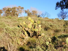 Opuntia oricola, photograph (c) W Rao, some rights reserved (CC BY)