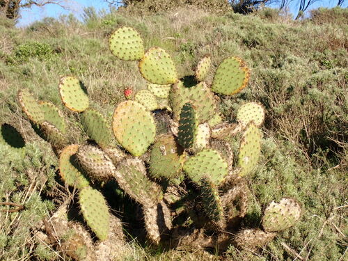 Opuntia oricola, photograph 5