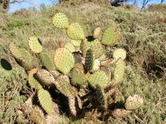 Opuntia oricola, photograph (c) W Rao, some rights reserved (CC BY)